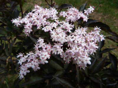 Sambucus nigra 'Gerda' - bez černý - květ